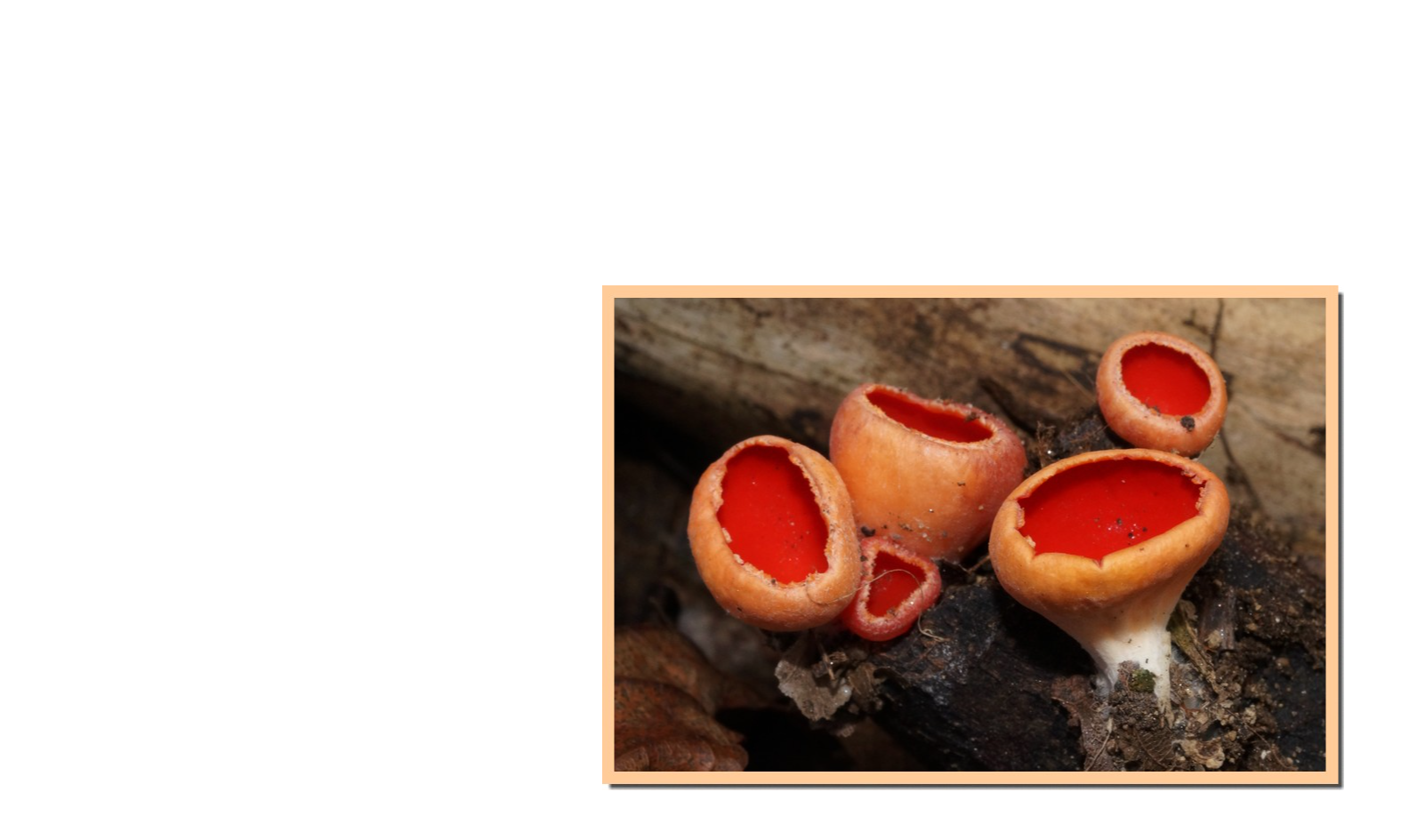 Le champignon du mois