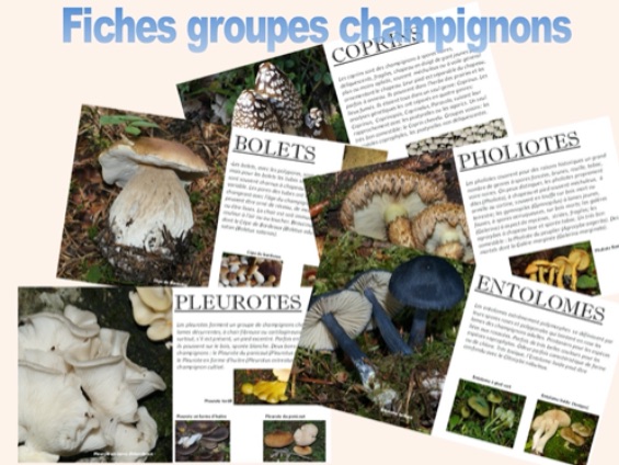fiches groupes champignons.jpg