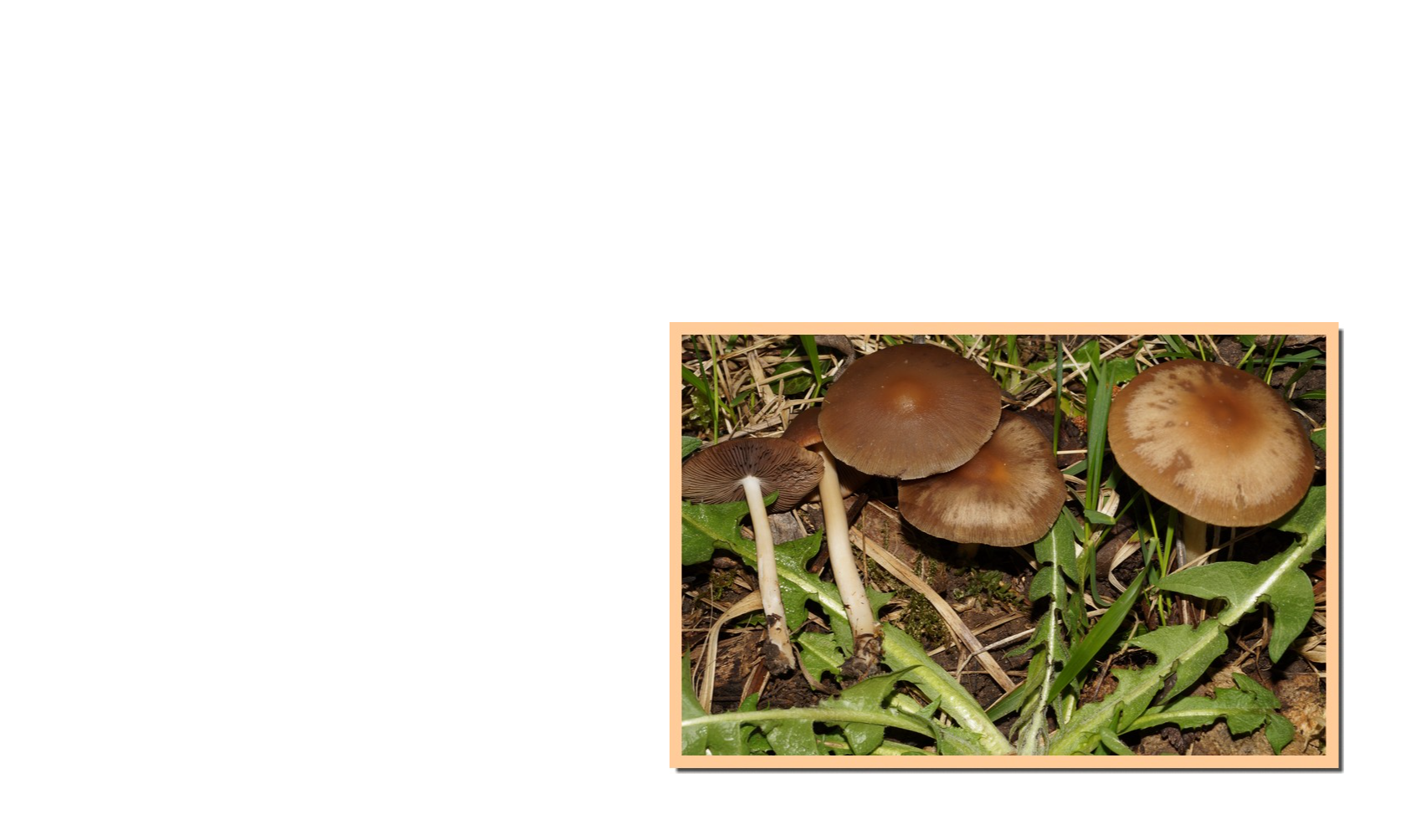 Le champignon du mois