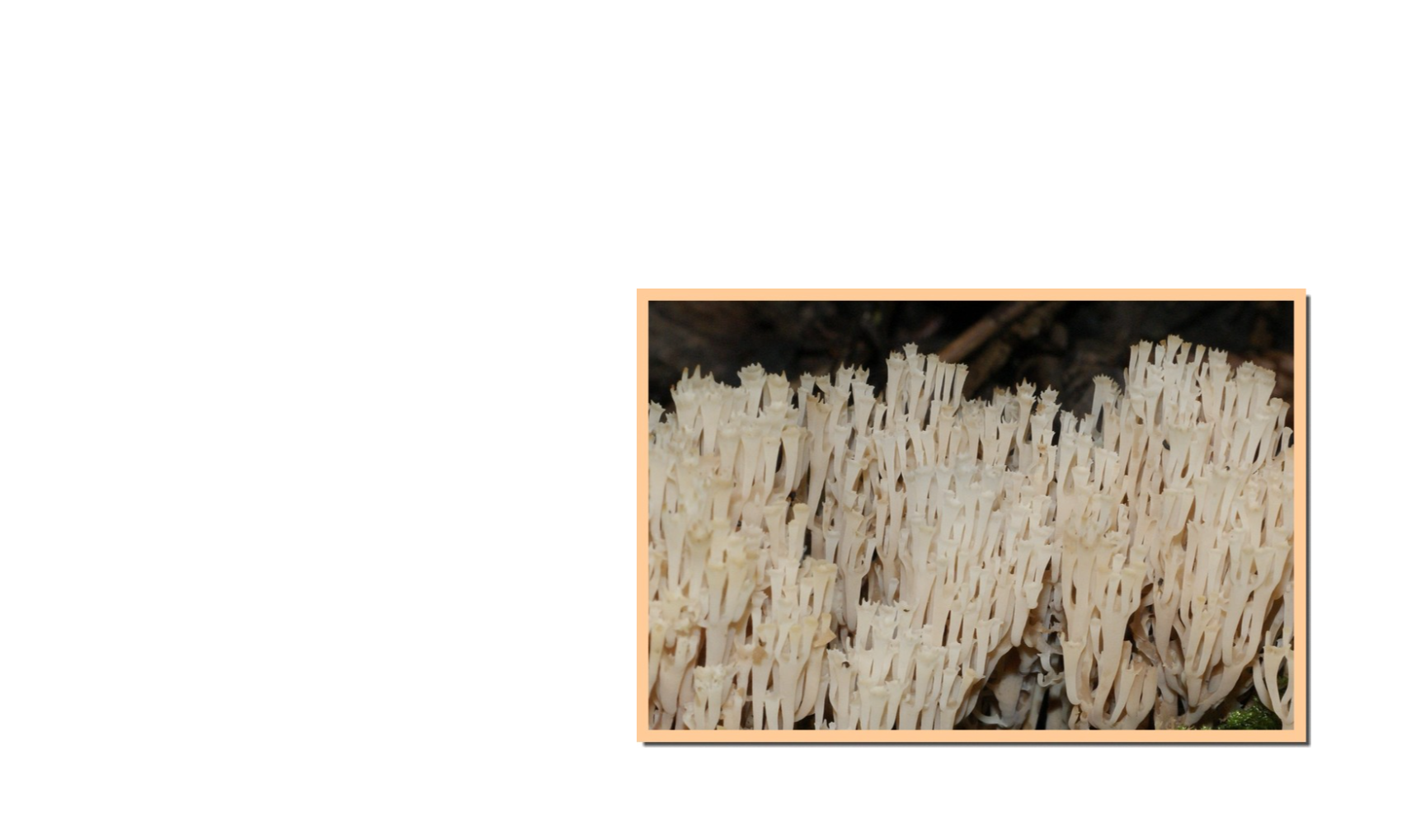 Le champignon du mois