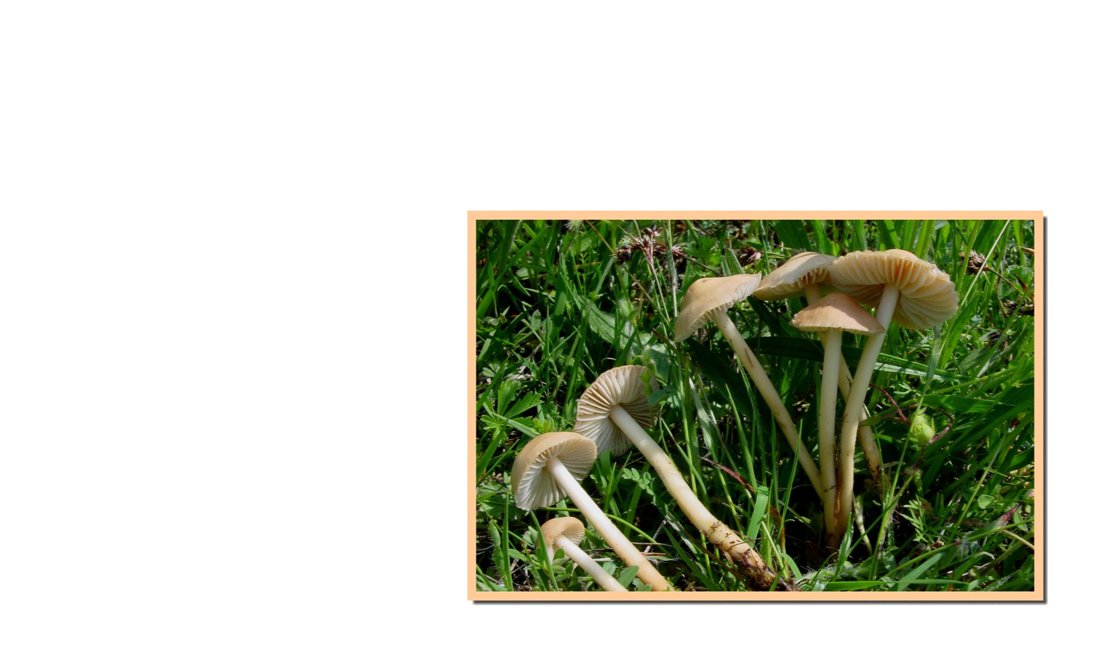 Le champignon du mois