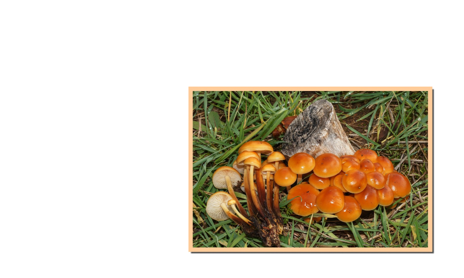 Le champignon du mois