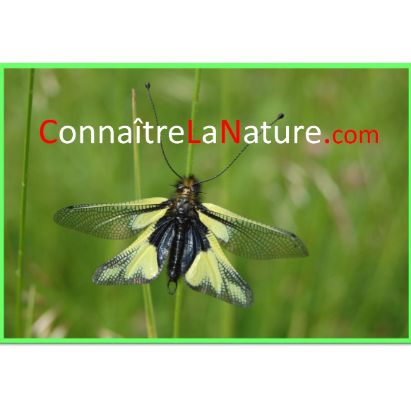 logo rectangulaire