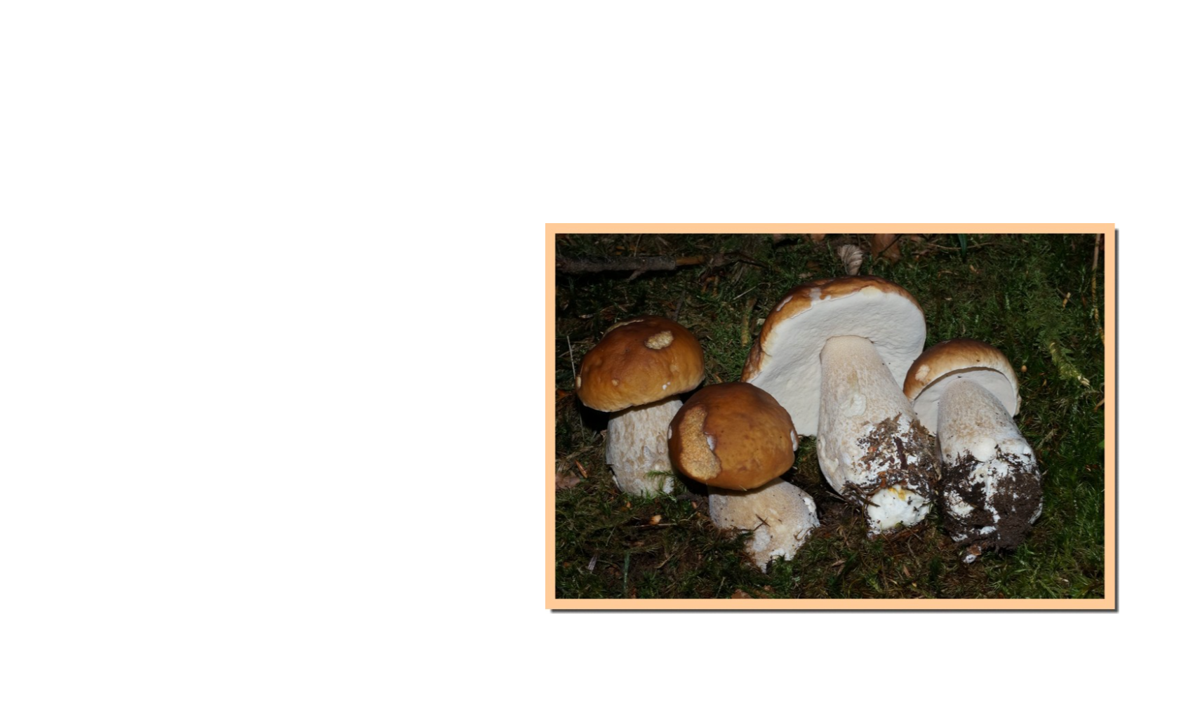Le champignon du mois