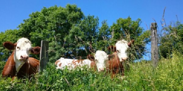 Camping-Caravaning Municipal du Châtelard — photo 8