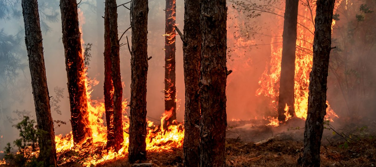 La Dordogne est en niveau de risque sévère pour le risque feux de forêt