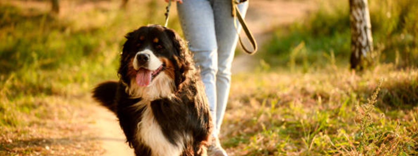 Je garde mon chien en laisse du 15 avril au 30 juin!