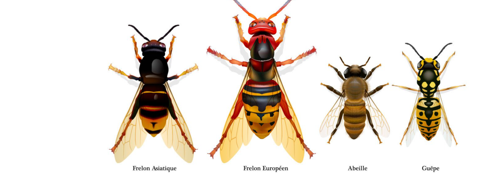 🐝 Frelon dit  asiatique : contrôlez la présence de nids primaires chez vous !