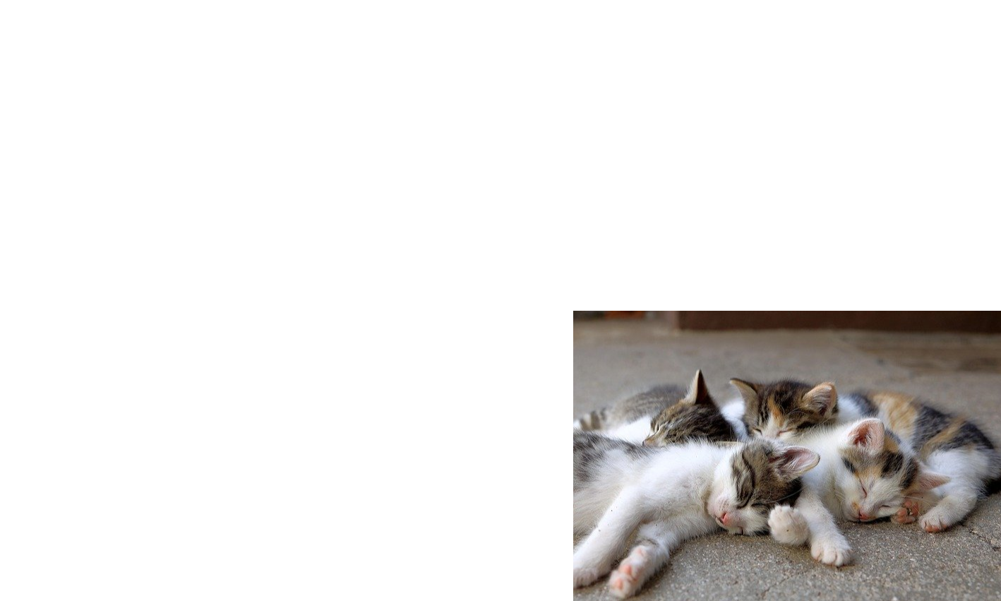 Campagne de stérilisation des chats