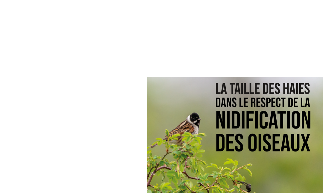 Du 16 mars au 31 août, je ne taille pas ma haie !