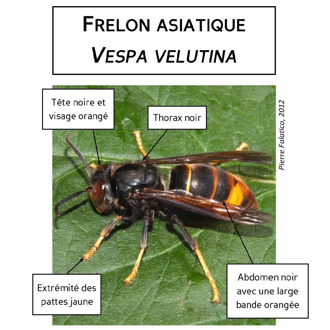 Image par défaut