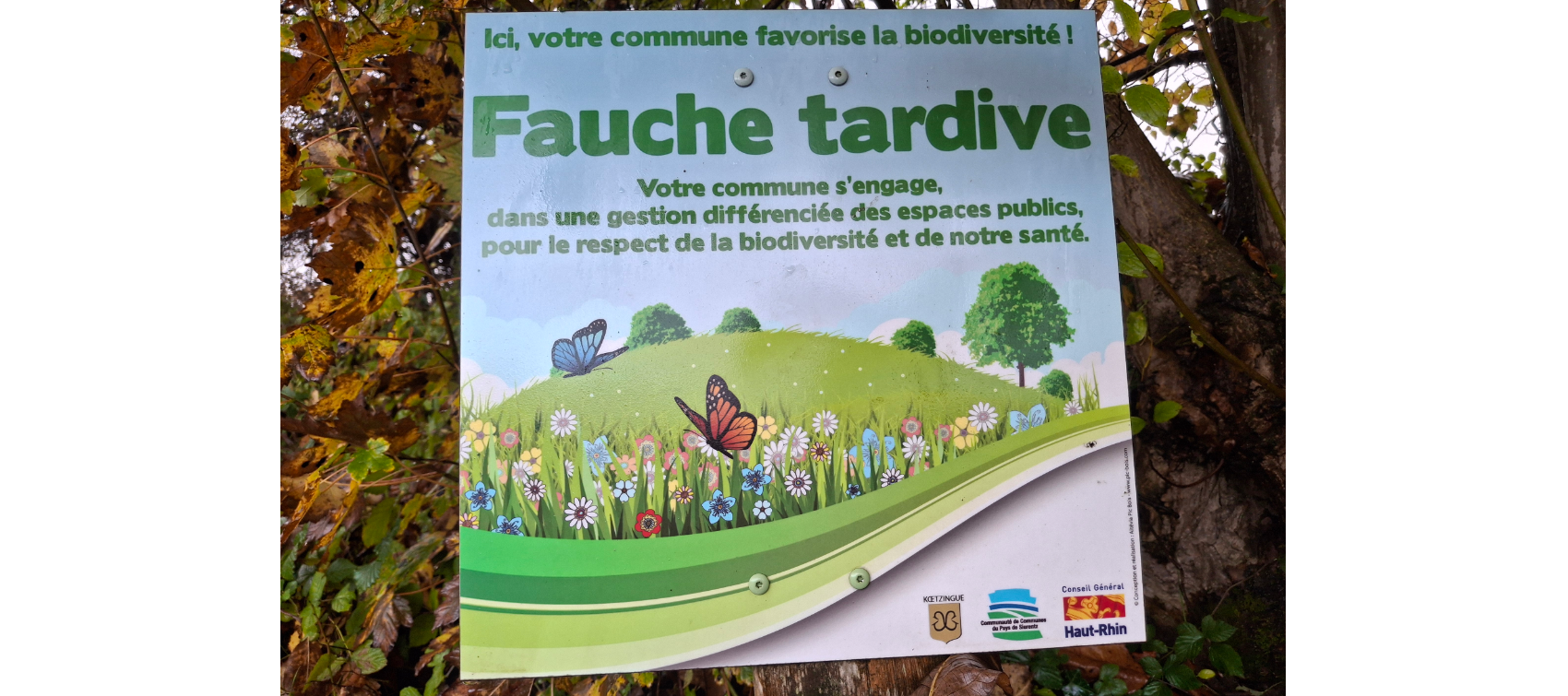 Fauche tardive