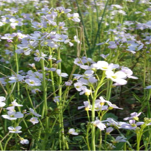Sortie "Plantes comestibles, médicinales et leurs usages"