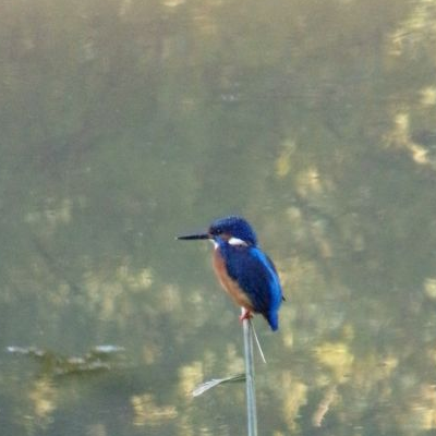 Sortie oiseaux des bords de Loire