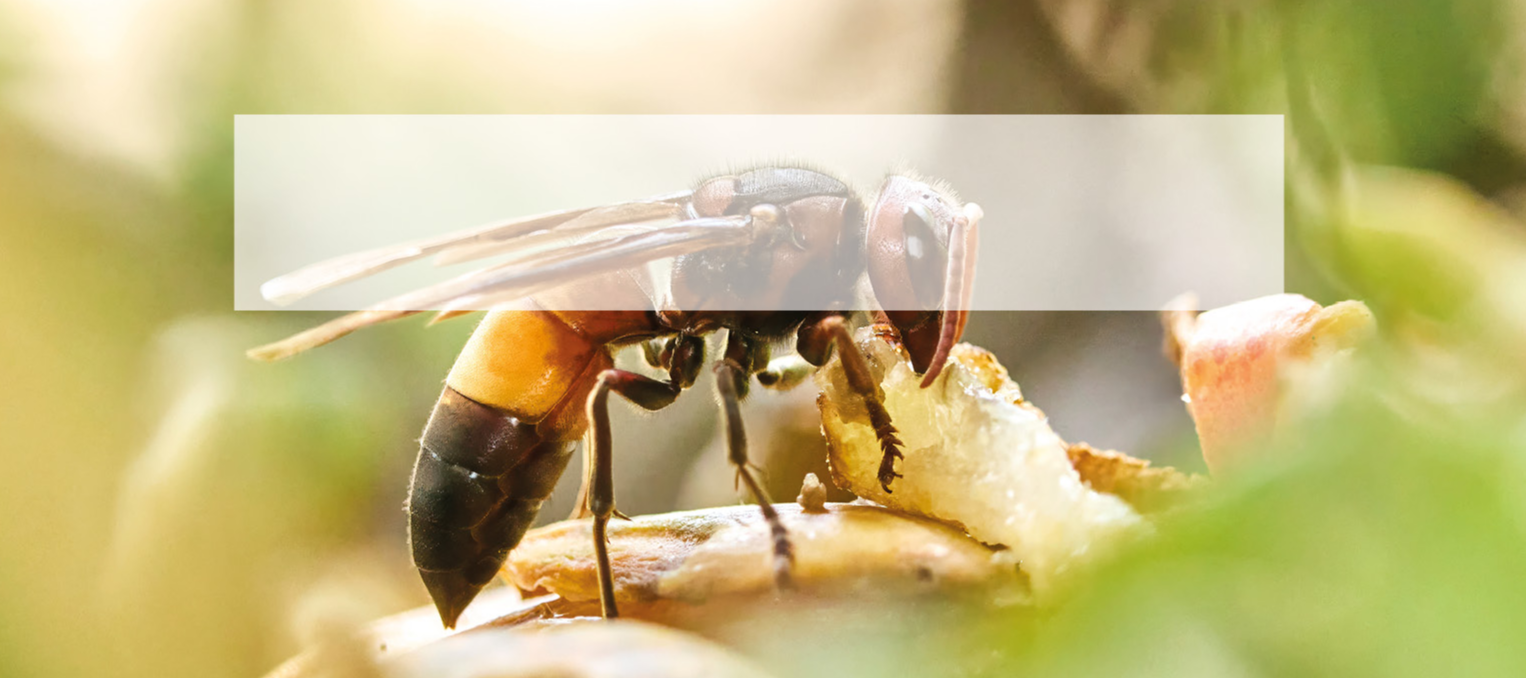 Conférence sur la lutte contre les frelons asiatiques