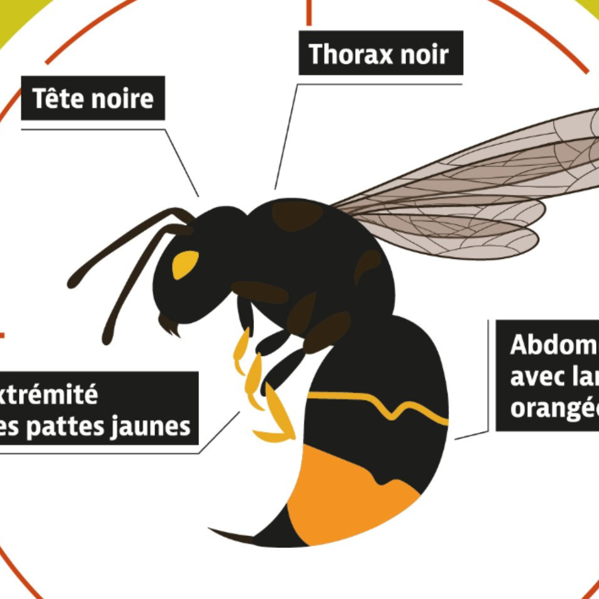 Image par défaut
