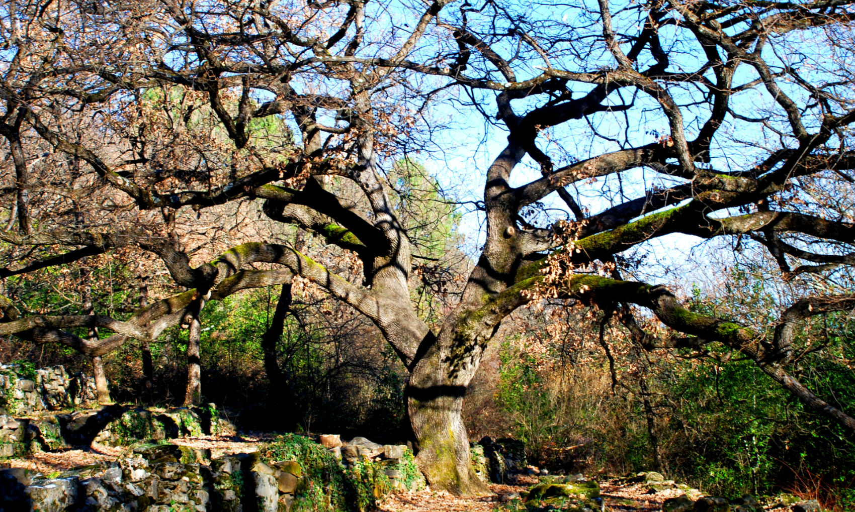 L'arbre de Merlin : la nature secrète