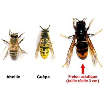 frelon asiatique.jpg