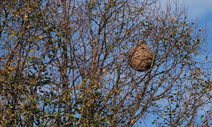 Préparation du piégeage printanier des frelons asiatiques
