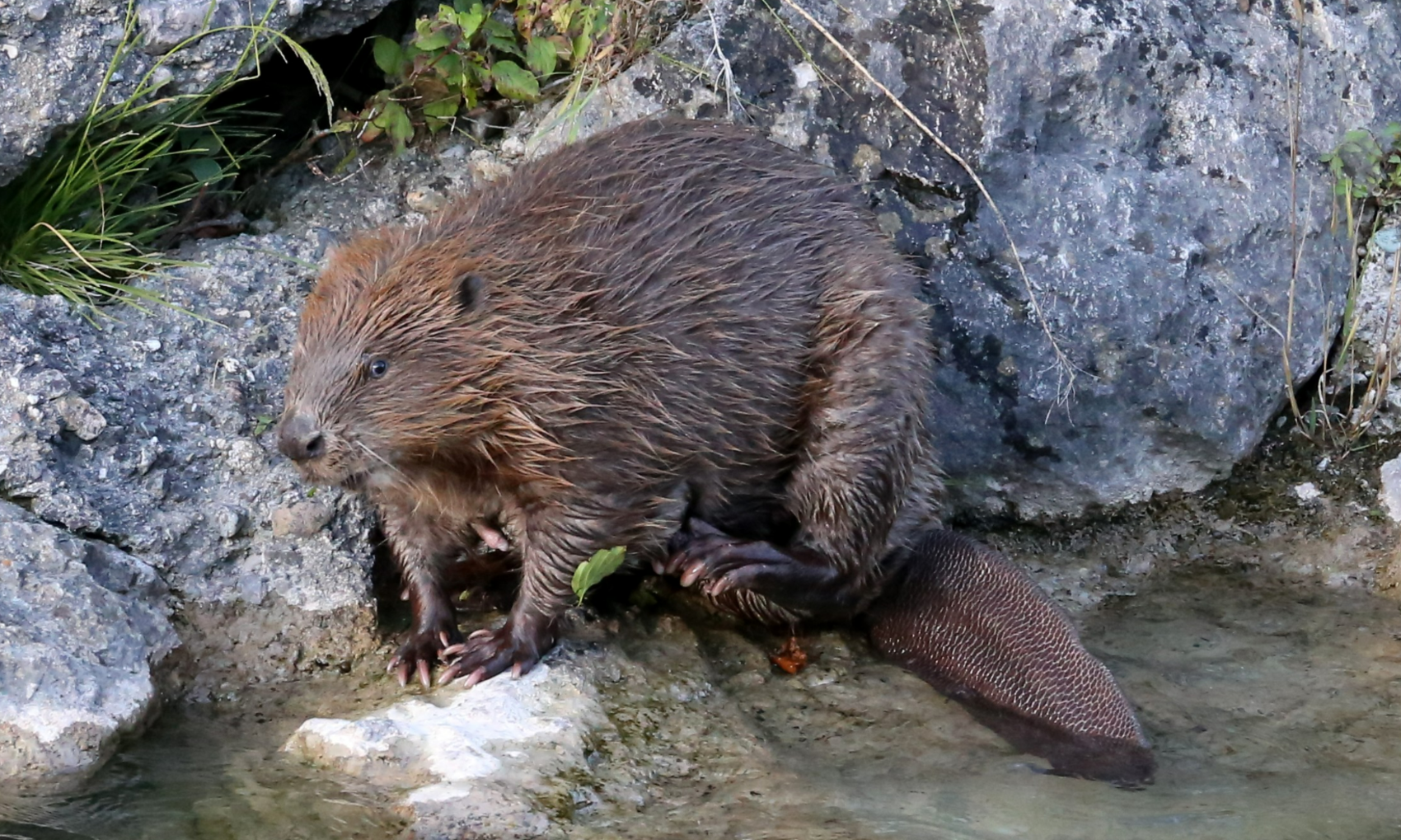 Le castor à la une en février