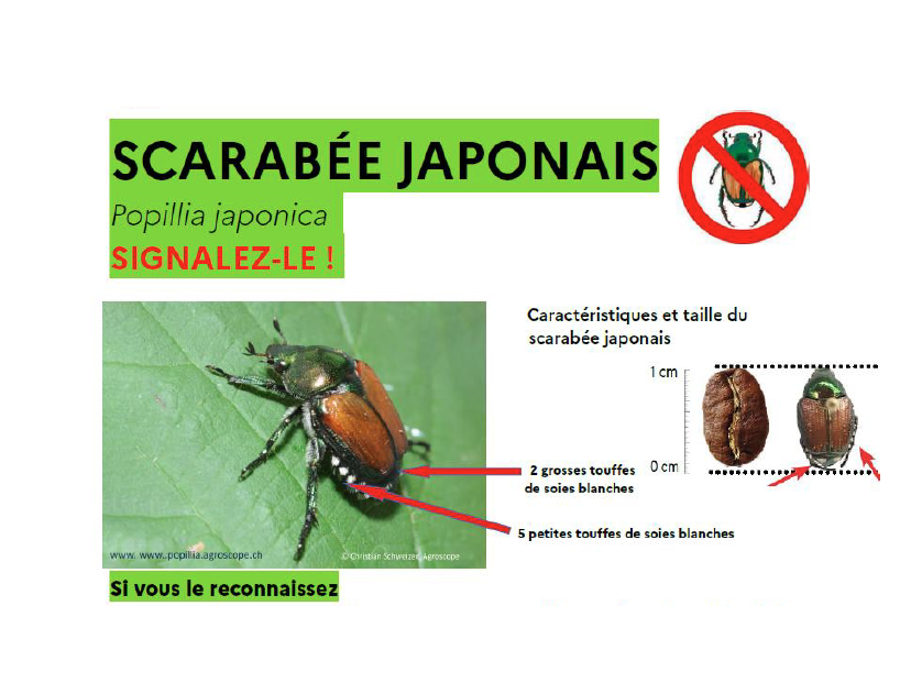 Image par défaut