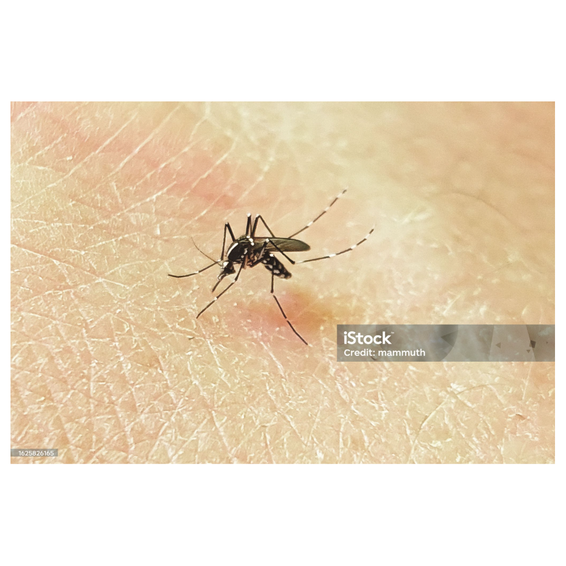 Image par défaut