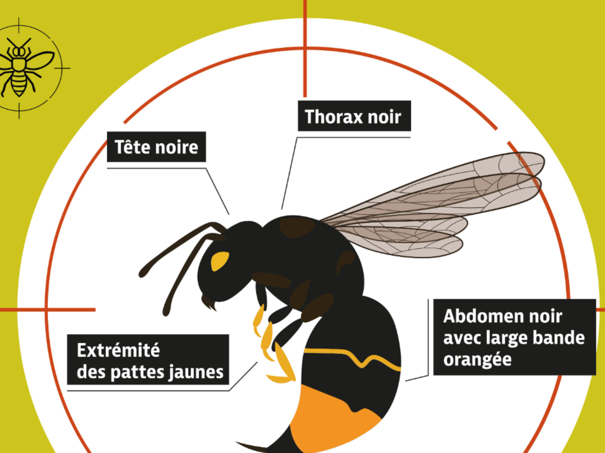 Image par défaut