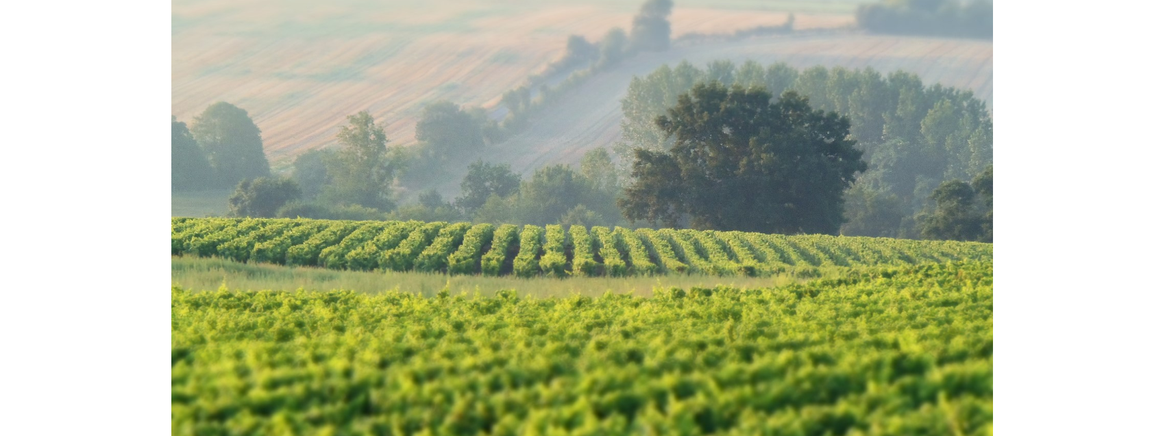 Vignes