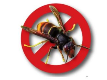 Destruction des nids de frelons asiatiques