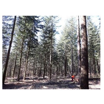 Le bois des Chambaran
