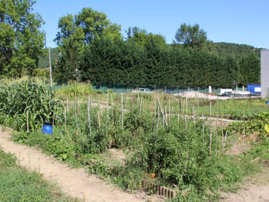 Déchets du jardin _1_.JPG