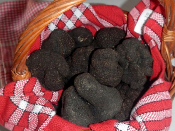 Truffes Truffes