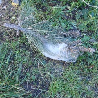 nids processionnaires