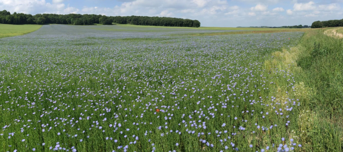 Un village champêtre