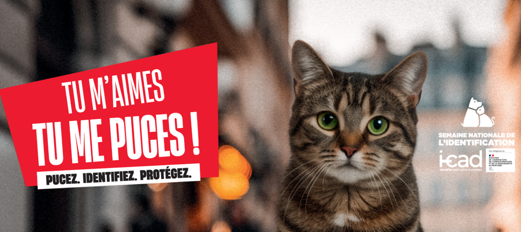 Campagne d'identification des animaux