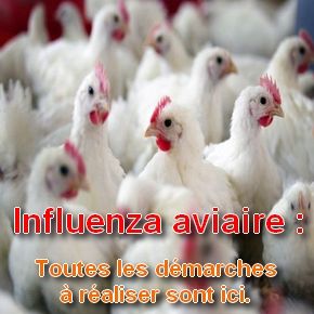 Influenza aviaire _pub_.jpg