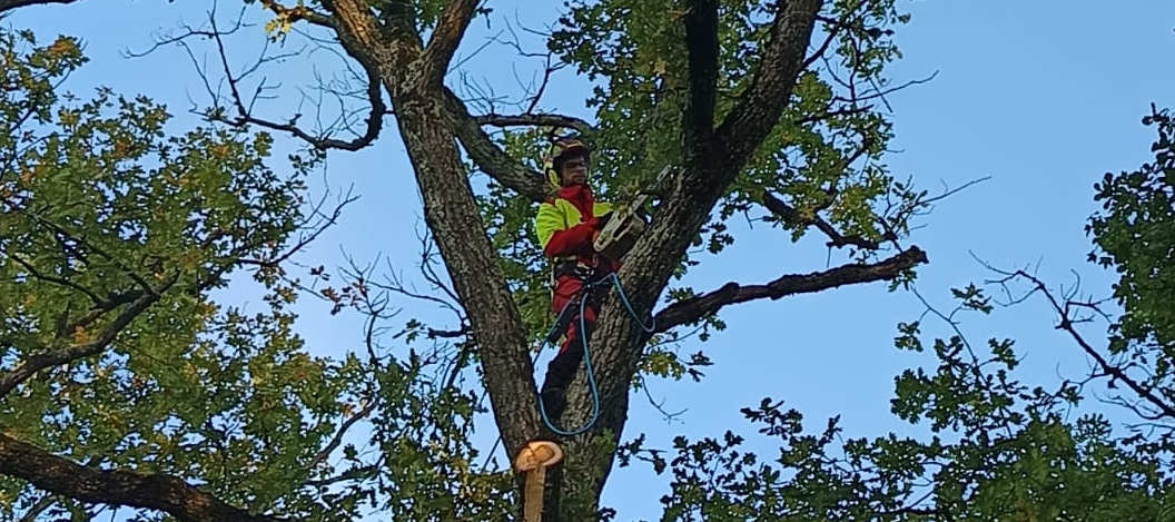 Travaux forestiers réalisés par l'équipe à Nandax